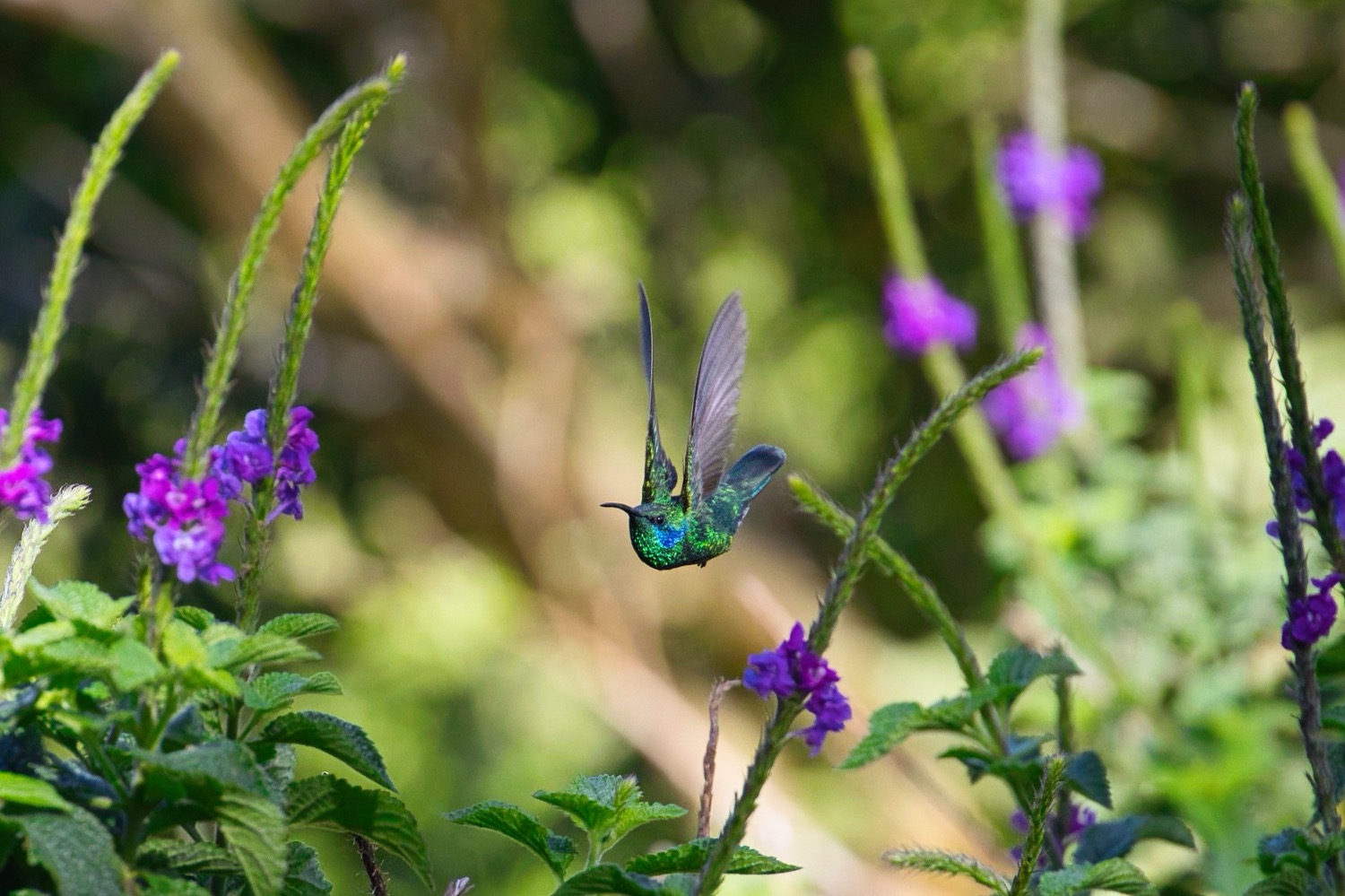 Hummingbird, Costa Rica