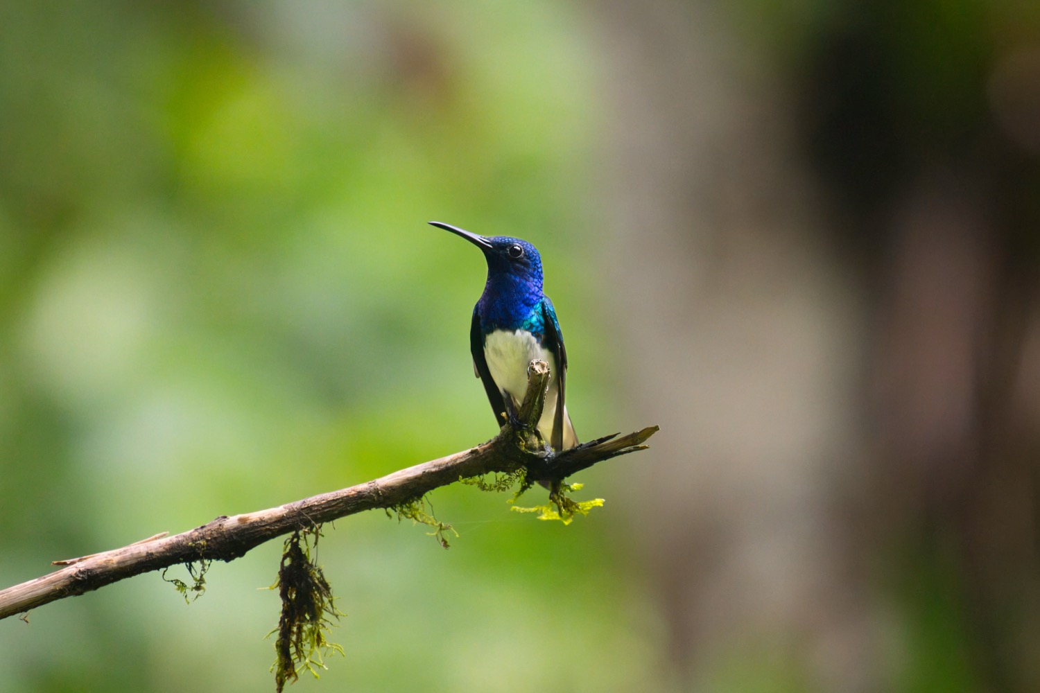 Hummingbird, Ecuador