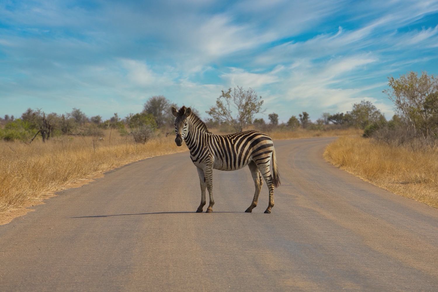 Zebra, South Africa